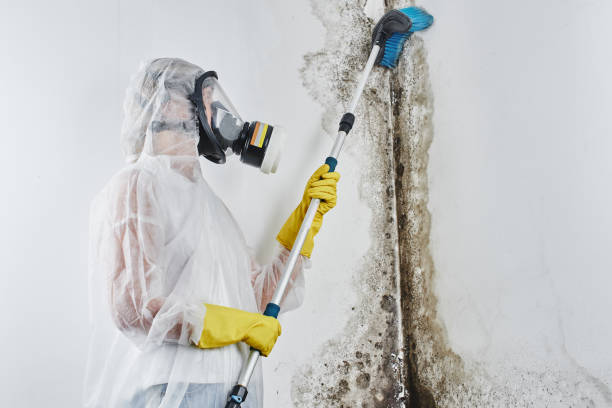 Best Toxic Mold Removal  in Browntown, PA
