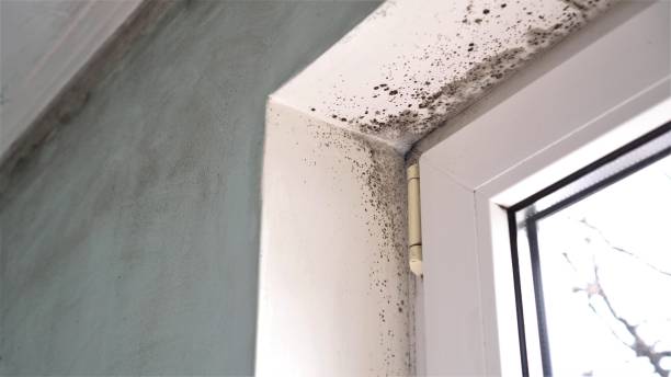 Best Residential Mold Removal  in Browntown, PA