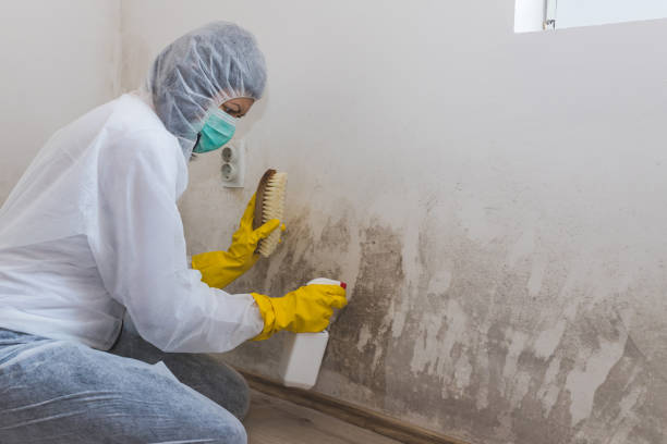 Best Attic Mold Removal  in Browntown, PA