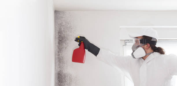 Attic Mold Removal in Browntown, PA
